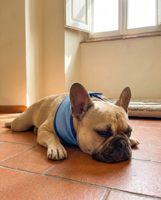 FreshPaw® Bandana Rinfrescante Ice Silk